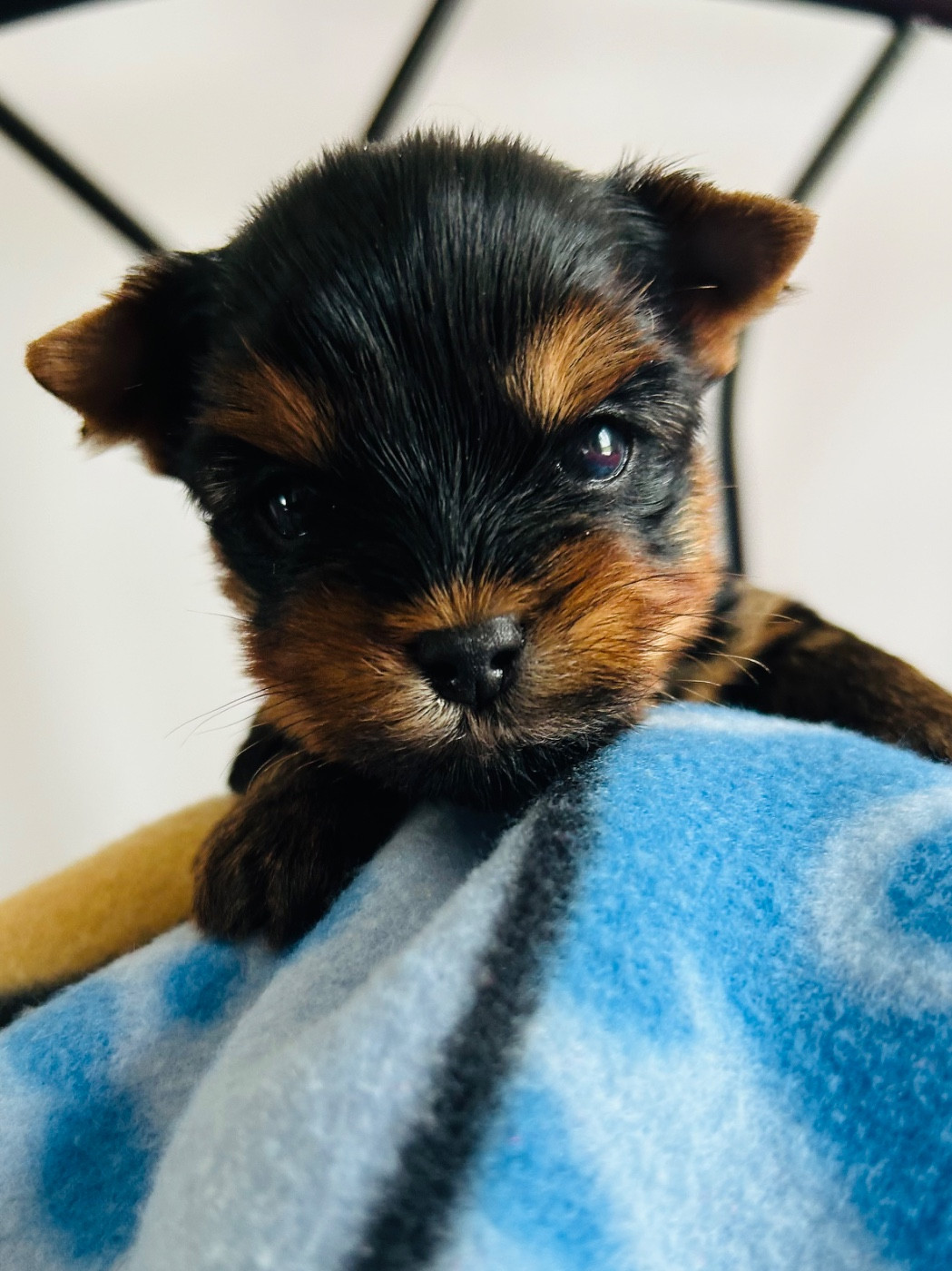 de l'Eden Royal - Chiots disponibles - Yorkshire Terrier