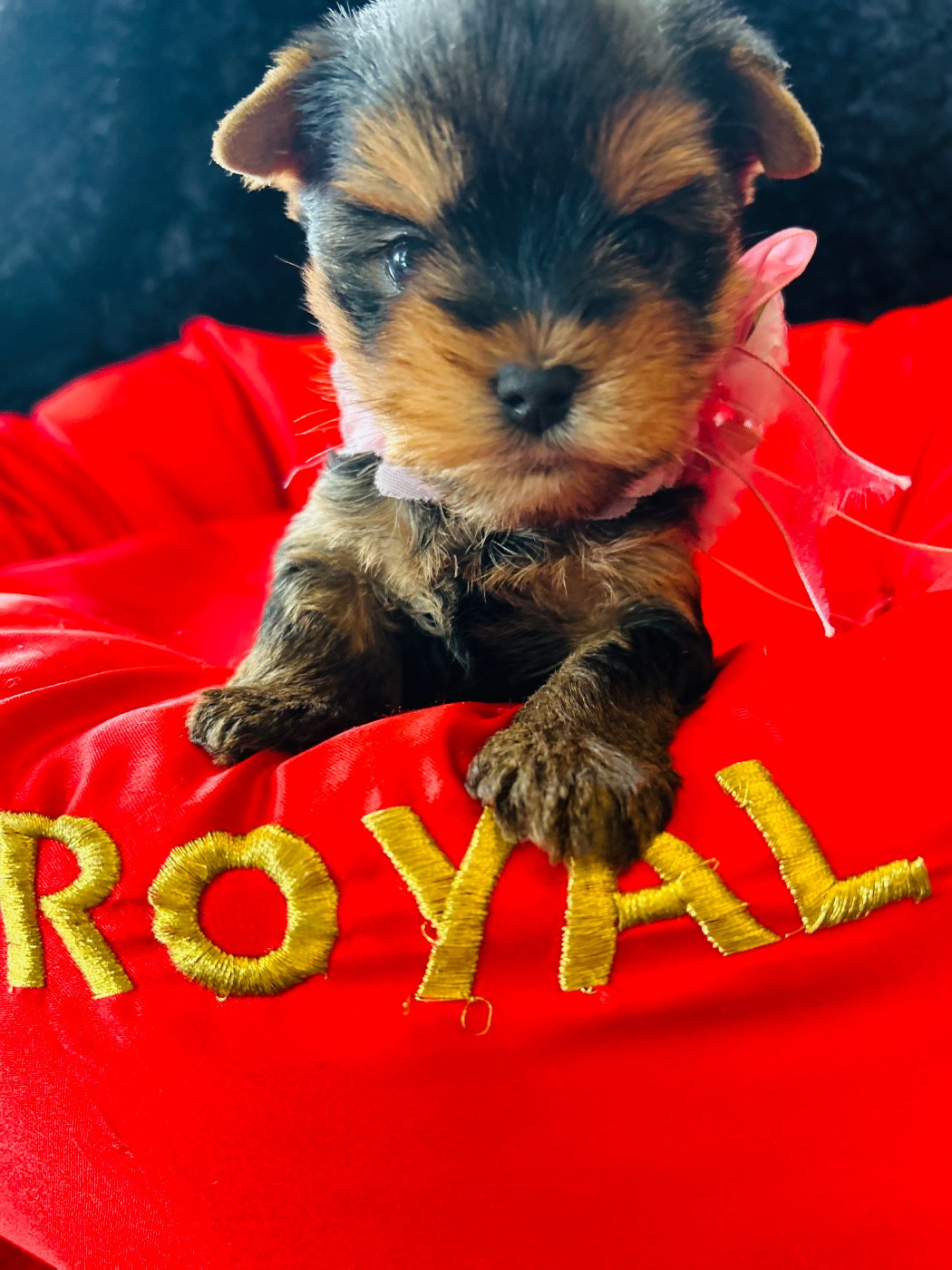 de l'Eden Royal - Chiots disponibles - Yorkshire Terrier