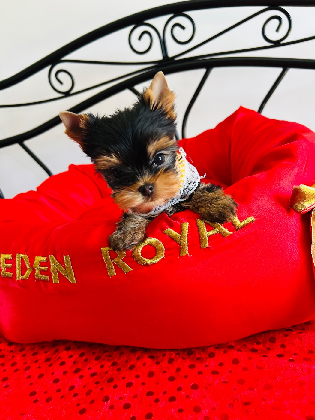 de l'Eden Royal - Chiots disponibles - Yorkshire Terrier