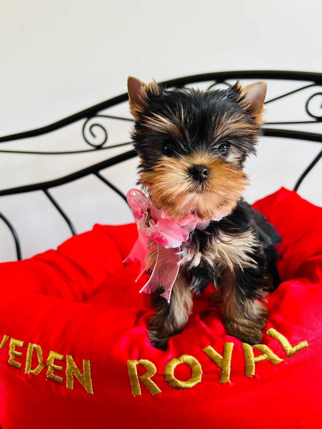 de l'Eden Royal - Chiots disponibles - Yorkshire Terrier
