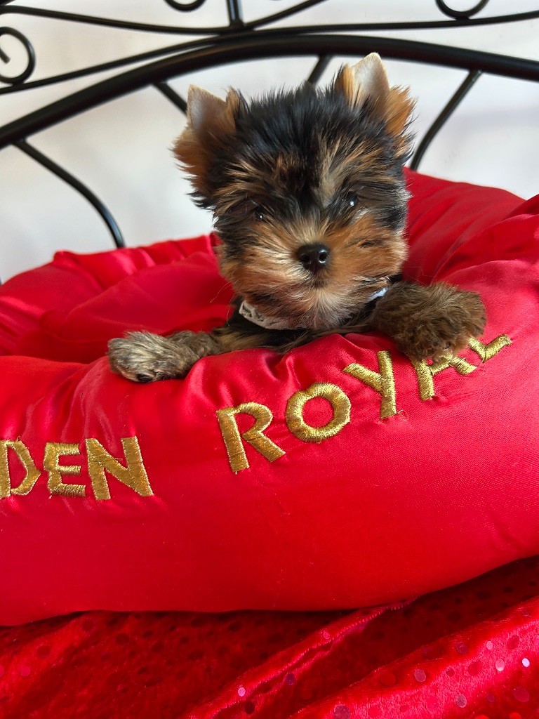 de l'Eden Royal - Chiots disponibles - Yorkshire Terrier