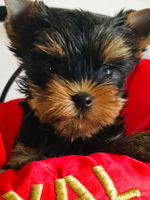 Chiot N°2