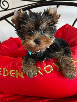 CHIOT 2