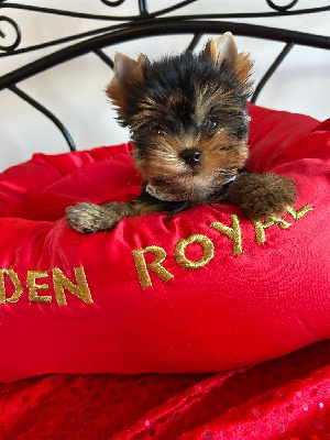 CHIOT 1