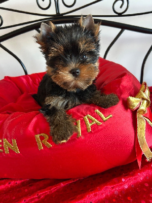 CHIOT 3