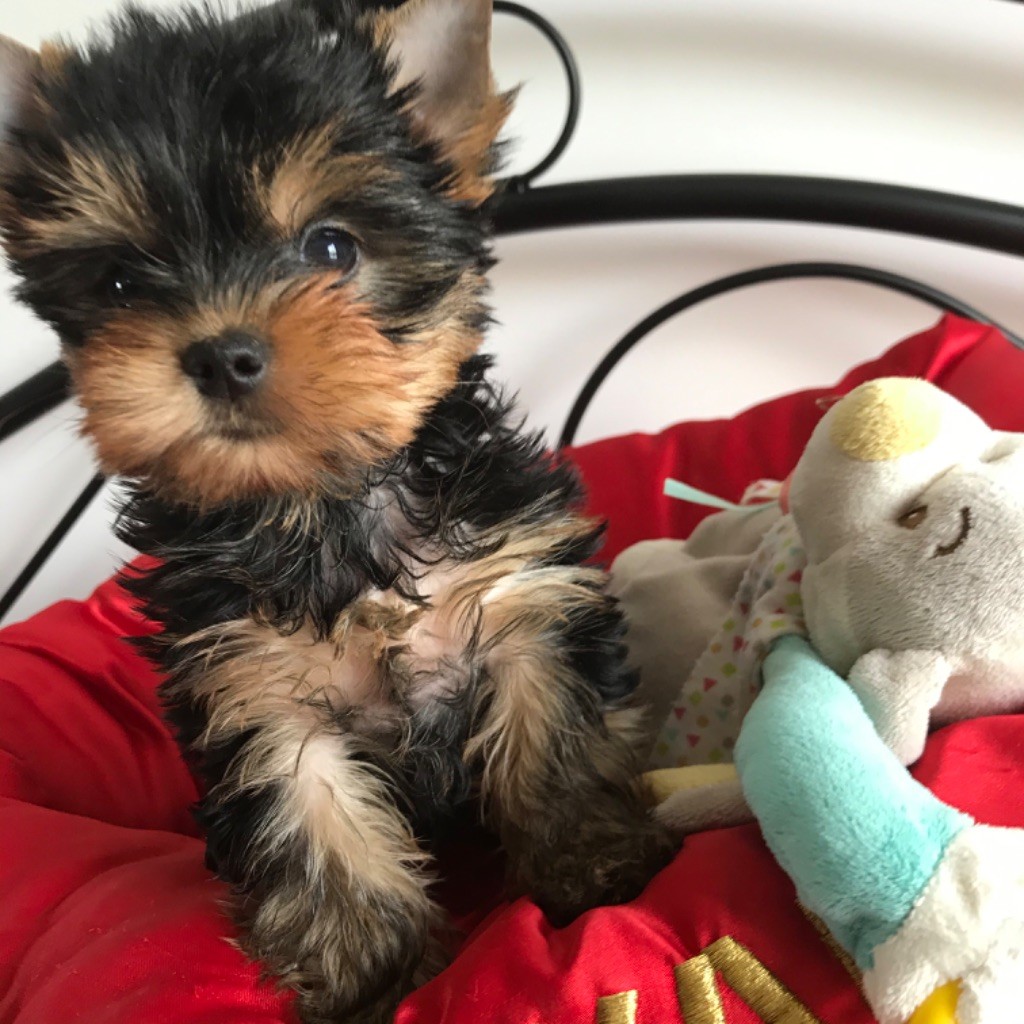 Accueil - Elevage de l'Eden Royal - eleveur de chiens Yorkshire Terrier